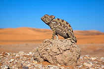 Namaqua chameleon (Chamaeleo namaquensis), Namib Desert, Namibia, April