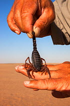 Person holding Black hairy thicktailed scorpion (Parabuthus villosus) by its tail, Namib Desert, Namibia, April