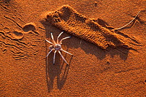 Dancing white lady spider (Leucorchestris arenicola), with silk lining from burrow (unearthed by jackal),  Namib Desert, Namibia, May.