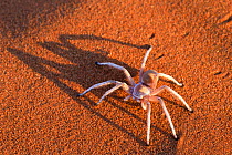 Dancing white lady spider (Leucorchestris arenicola), Namib Desert, Namibia, May.