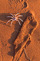 Dancing white lady spider (Leucorchestris arenicola) with silk lining from burrow (unearthed by jackal), Namib Desert, Namibia, May.