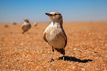 Gray's lark (Ammomanes grayi), Namib Desert, Namibia, April