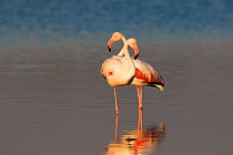 Greater flamingoes (Phoenicopterus ruber), Etosha National Park, Namibia, May