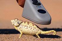 Namaqua chameleon (Chamaeleo namaquensis), being scanned for microchip, part of conservation project, Namib Desert, Namibia, April