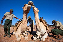 Save the Rhino Trust camel camp patrol team members with camels, Kunene region, Namibia, May 2013
