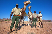 Save the Rhino Trust camel camp patrol teams Hans Ganaseb (left) and Dansiekie Ganaseb with Simson Uri-Khob (no hat) and camels, Kunene region, Namibia, May 2013