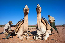 Save the Rhino Trust camel camp patrol team members with camels, Kunene region, Namibia, May 2013