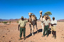 Save the Rhino Trust camel camp patrol team members Hans Ganaseb (left) and Dansiekie Ganaseb (right), with SRT director of field operations Simson Uri-Khob, (centre) and camels, Kunene region, Namibi...