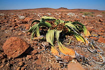 Female Welwitschia plant (Welwitschia mirabilis) Kunene region, Namibia, Africa, May
