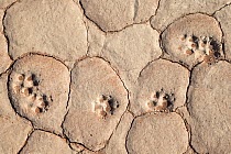 Black-backed jackal  (Canis mesomelas) footprints, Dead Vlei, Namib Desert, Namibia, April