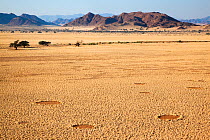 'Fairy rings' possibly caused by African sand termites (Psammotermes allocerus) Namib Desert, Namibia, May