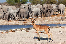 Blackfaced impala, (Aepyceros melampus petersi) with herd of African elephants (Loxodonta africana) Etosha National Park, Namibia, May