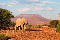 Desert elephant bull, ( Loxodonta africana) with Etendeka Mountains in background, Desert Rhino Camp, Kunene region, Namibia, May