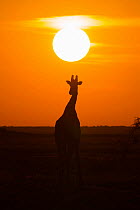 Angolan giraffe (Giraffa camelopardalis angolensis) silhouetted against sunset, Etosha national park, Namibia, June