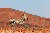 Hartmann's mountain zebra, (Equus zebra hartmannae), Kunene region, Namibia, Africa, May