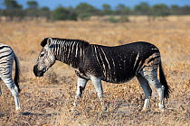 Burchell's (plains) zebra (Equus quagga), with melanistic markings, Etosha national park, Namibia, May