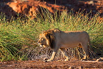 Desert lion (Panthera leo) radio collared  male, Kunene region, Namibia, Africa, May