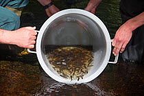 Arctic char (Salvelinus alpinus) juveniles, bred in hatchery, being released into Kielder reservoir tributary, Kielder Salmon Hatchery, Northumberland UK, August