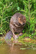 Eurasian beaver (Castor fiber), grooming, captive in breeding programme, UK, June