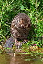 Eurasian beaver (Castor fiber), grooming, captive in breeding programme, UK, June  cropped