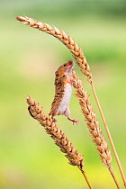 Harvest mouse (Micromys minutus), captive, UK, June. *Not available for greetings cards, worldwide until November 2016*