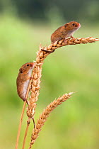 Harvest mice (Micromys minutus), captive, UK, June