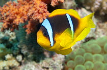 Red Sea anemonefish (Amphiprion bicinctus) in anemone. Egypt, Red Sea.
