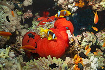 Red Sea anemonefish (Amphiprion bicinctus) with Magnificent anemone (Heteractis manifica) Egypt, Red Sea.
