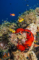 Red Sea anemonefish (Amphiprion bicinctus) with Magnificent anemone (Heteractis manifica) Egypt, Red Sea.