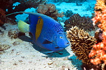 Yellowbar angelfish (Pomacanthus maculosus) Egypt, Red Sea.