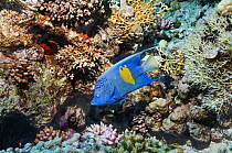 Yellowbar angelfish (Pomacanthus maculosus) swimming over coral reef. Egypt, Red Sea.