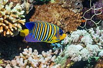 Regal angelfish (Pygoplites diacanthus) swimming over coral reef. Egypt, Red Sea.