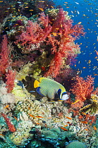 Coral reef scenery with an Emperor angelfish (Pomacanthus imperator) and soft corals. Egypt, Red Sea.
