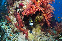 Coral reef scenery with an Emperor angelfish (Pomacanthus imperator) and soft corals. Egypt, Red Sea.
