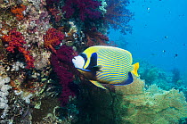 Emperor angelfish (Pomacanthus imperator) swimming past coral reef. Egypt, Red Sea.