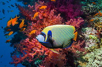 Emperor angelfish (Pomacanthus imperator) swimming past coral reef. Egypt, Red Sea.