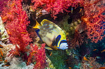 Emperor angelfish (Pomacanthus imperator) at a cleaning station amongst soft corals, where small cleaner shrimps operate. Egypt, Red Sea.