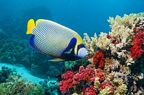 Emperor angelfish (Pomacanthus imperator) feeding on soft coral. Egypt, Red Sea.