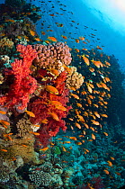 Lyretail anthias / Goldies (Pseudanthias squamipinnis) over coral reef with soft corals (Dendronephthya sp) Egypt, Red Sea.
