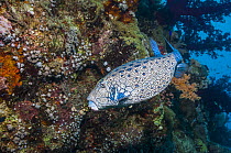 Yellow boxfish / Cube trunkfish (Ostracion cubicus) male. Egypt, Red Sea.