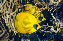 Golden butterflyfish (Chaetodon semilarvatus) with Fire coral (Millepora dichotoma) this species is one of the few fish species to have longterm mates. Egypt, Red Sea.