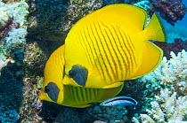 Golden butterflyfish (Chaetodon semilarvatus) with a Bluestreak cleaner wrasse (Labroides dimidiatus) this species is one of the few fish species to have longterm mates. Egypt, Red Sea.
