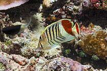 Eritrean / Crown butterflyfish (Chaetodon paucifasciatus) Egypt, Red Sea. Red Sea and Gulf of Aden.