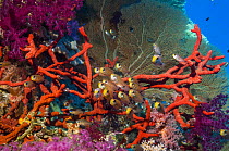 Shimmering cardinals (Archamia lineolata) on coral reef with Red rope sponge (Amphimedon compressa) and soft corals and a gorgonian in background. Egypt, Red Sea.