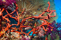 Shimmering cardinals (Archamia lineolata) on coral reef with Red rope sponge (Amphimedon compressa) and soft corals and a gorgonian in background. Egypt, Red Sea.