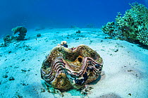 Fluted giant clam (Tridacna squamosa) Egypt, Red Sea.