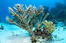 Acropora coral, Egypt, Red Sea.