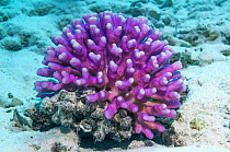 Coral (Stylophora subseriata) Egypt, Red Sea.