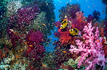 Coral reef scenery with a pair of Red Sea raccoon butterflyfish (Chaetodon fasciatus), Pygmy sweepers (Parapriacanthus guentheri) and soft corals (Dendronephthya sp) Egypt, Red Sea.