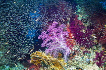 Coral reef scenery with Pygmy sweepers (Parapriacanthus guentheri) and soft corals (Dendronephthya sp) Egypt, Red Sea.